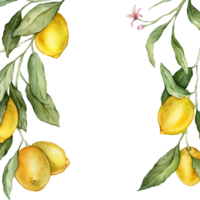 Lemon Fruits square Frame. Hand drawn watercolor illustration of Border with Citrus branches on white isolated background. Drawing with tropical fruit lemon for food label or cards design. png