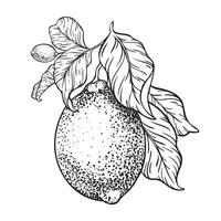 Branch of Lemon fruit and leaves. Hand drawn illustration. Black and white Sketch of lime citrus Isolated on white background. Design for menu, package, cosmetic, textile vector