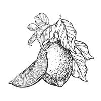 Branch of Lemons, Slice lemon and leaves. Hand drawn illustration. Black and white Sketch of lime citrus Isolated on white background. Design for menu, package, cosmetic, textile vector
