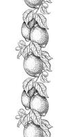 Branches of Lemon fruits and leaves. Sketch illustration of seamless border. Banner of lime citrus. Isolated Hand drawn lane's Design for menu, package, cosmetic, textile, cards vector