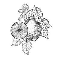 Branch of Lemons, half lemon and leaves Hand drawn illustration. Black and white Sketch of citrus. Isolated on white background. Design for menu, package, cosmetic, textile vector