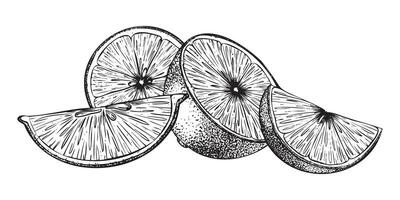 Slices of Lemon fruits. Composition of half lemons Sketch Hand drawn illustration. Black outline ink of citrus fruit. Isolated on white background. Design for menu, package, cosmetic, textile vector
