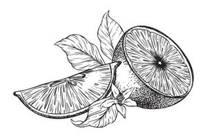 Lemon fruits, Slices of Lemon, flowers and leaves. Composition of half lemons. Hand drawn illustration. Black and white Sketch of citrus. Isolated on white background for menu, package, cosmetic vector