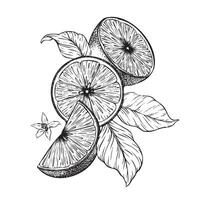Lemon fruits, Slices and half of Lemons, flowers and leaves. Hand drawn illustration. Black and white Sketch of citrus Isolated on white background. Composition for menu, package, cosmetic, textile vector