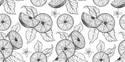 Lemon's slices, half a lime fruits, flowers and leaves. Hand drawn seamless pattern. Print of Tropical citrus fruit. Background for menu, package, cosmetic, textile, cards vector