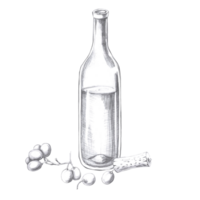 Wine bottle with grapes. Isolated pencil illustration in realistic style for design of alcoholic products, juices, posters, cookbooks, printing on fabric, menu design png