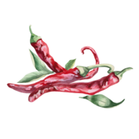 Set of three peppers with green leaves. Isolated watercolor illustration for spice packaging design, cookbook, fabric printing, restaurant print design, tableware and kitchenware png