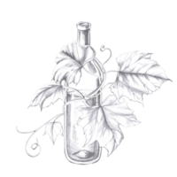 Wine bottle entwined with grapevine. Isolated pencil illustration in realistic style for design of alcoholic products, juices, posters, cookbooks, printing on fabric, menu design png