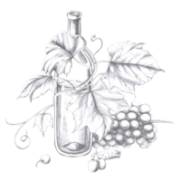 Wine bottle entwined with grapevine with bunch of berries. Isolated pencil illustration in realistic style for design of alcoholic products, juices, posters, cookbooks, printing on fabric, menu design png