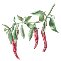 Curved branch with growing peppers. Isolated watercolor illustration for spice packaging design, cookbook, fabric printing, restaurant print design, tableware and kitchenware. png