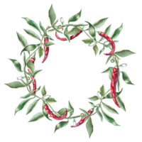 Wreath of branches with red peppers. Hand drawn isolated watercolor illustration of vegetables for tableware design, cookbook illustration, fabric and clothing printing png