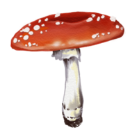 mushroom Red and white cartoon mushrooms flying in a forest, featuring various fungi like toadstools and amanita, set against an autumn nature scene with grass and other plants png