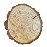 cross section of tree trunk a cross-section of a tree trunk and stump displaying the cut rings autumn png