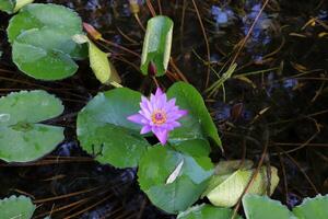 Water lily aquatic plant in fresh water lake photo