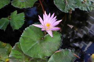 Water lily aquatic plant in fresh water lake photo