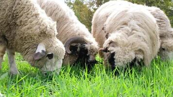 flock of blackface welsh sheep in a meadow on lush farmland. sheep eating grass on a field video