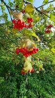 You can see a viburnum branch with juicy red berries and slightly dried leaves. There is dense greenery around, and the sky in the background creates a beautiful contrast. video