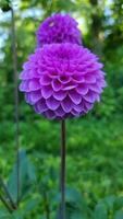 närbild av en lila dahlia i full blomma, dess delikat skiktad kronblad formning en perfekt sfär. en andra dahlia blooms lite ut av fokus i de bakgrund, tillsats djup till de sammansättning. video