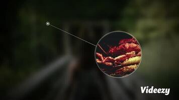 Minimal Diagonal Circular Call Out After Effects Template motion_graphic