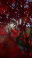 Experience the serene beauty of Autumn Bliss with red leaves creating an idyllic atmosphere video