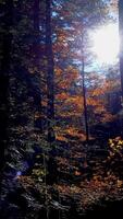 Sunlight Gently Filtering Through a Beautiful Autumn Forest Creating a Magical Atmosphere video