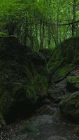 A Serene Forest Path Meandering Through Lush Greenery Surrounded by Beautiful Rocks video