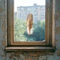 Feather floating in old window frame photo