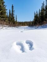 Snowy forest path with footprints in the snow photo