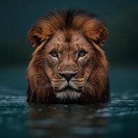 Majestic lion emerging from the water photo