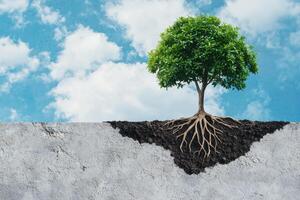 Resilient tree with deep roots growing through concrete photo