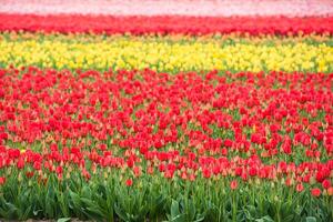 Multicolored tulips field in the Netherlands photo