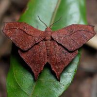 Close up of a beautiful red moth on a green leaf photo