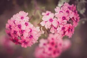 Verbena flowers on bokeh background photo