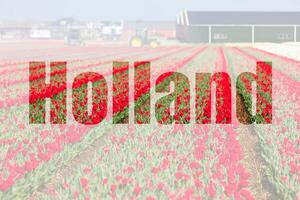 Red tulip field in Holland photo