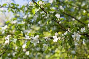 Blooming apple tree branches background photo