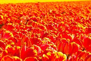 Red tulip field in Holland photo