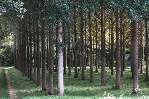 Trees planted in a row in the forest photo