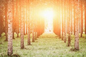 Trees planted in a row in the forest photo