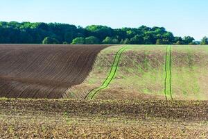 Agricultural field on a hill with young sprouts photo