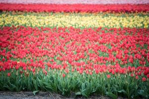 Multicolored tulips field in the Netherlands photo