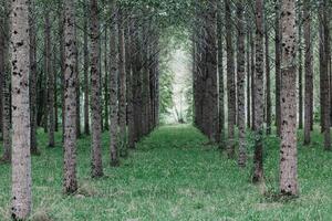 Trees planted in a row in the forest photo