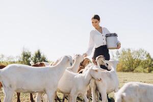 Young Woman Feeding Goats in a Pasture on a Sunny Day with a Milk Can in Hand, Displaying a Connection with Nature and Farm Life photo