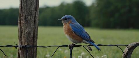 A bluebird sits on a fence post in a field photo