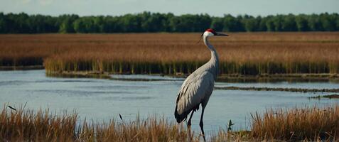 A crane stands in the water near tall grass photo
