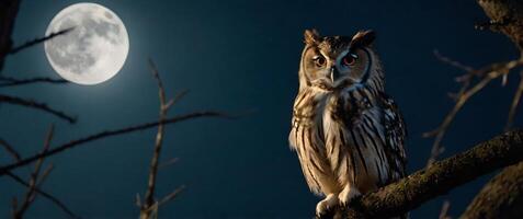 Owl on a branch with moon in background photo
