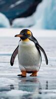 A penguin walking on the ice with a large iceberg in the background photo