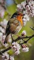 A robin sits on a branch of a cherry tree photo