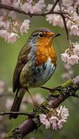 A robin sits on a branch with pink flowers photo