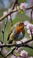 A robin sits on a branch with pink flowers photo