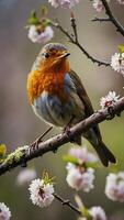 A robin sits on a branch with flowers photo